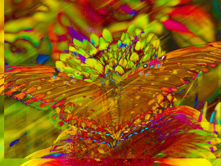 Butterfly kaleidoscope Photograph by Barbara Wallace | Fine Art America