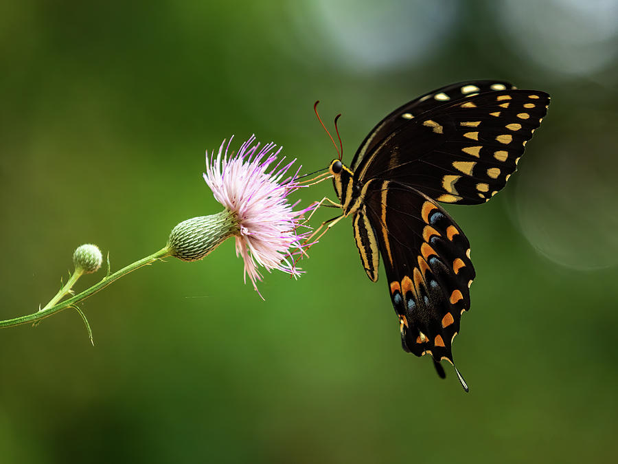 Butterfly Kisses Photograph by Holton Media Fine Art America