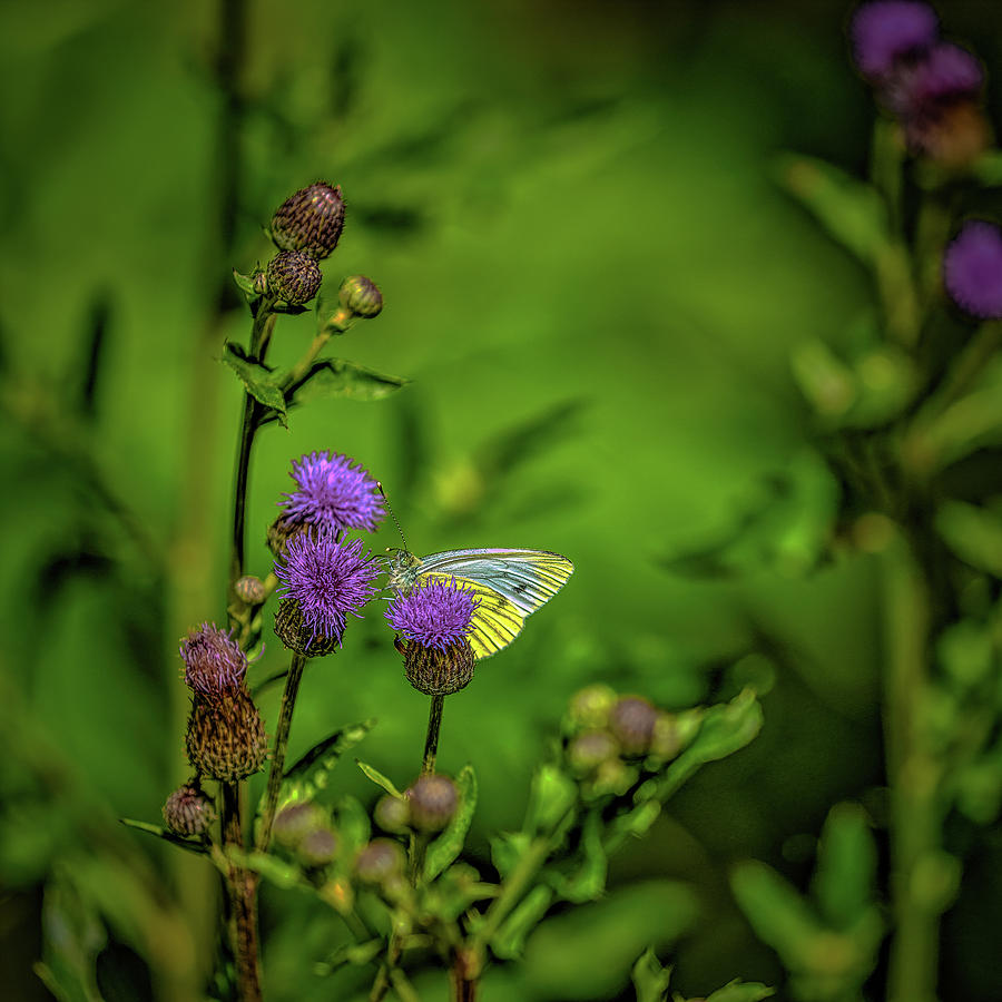 Butterfly #l2 Photograph by Leif Sohlman