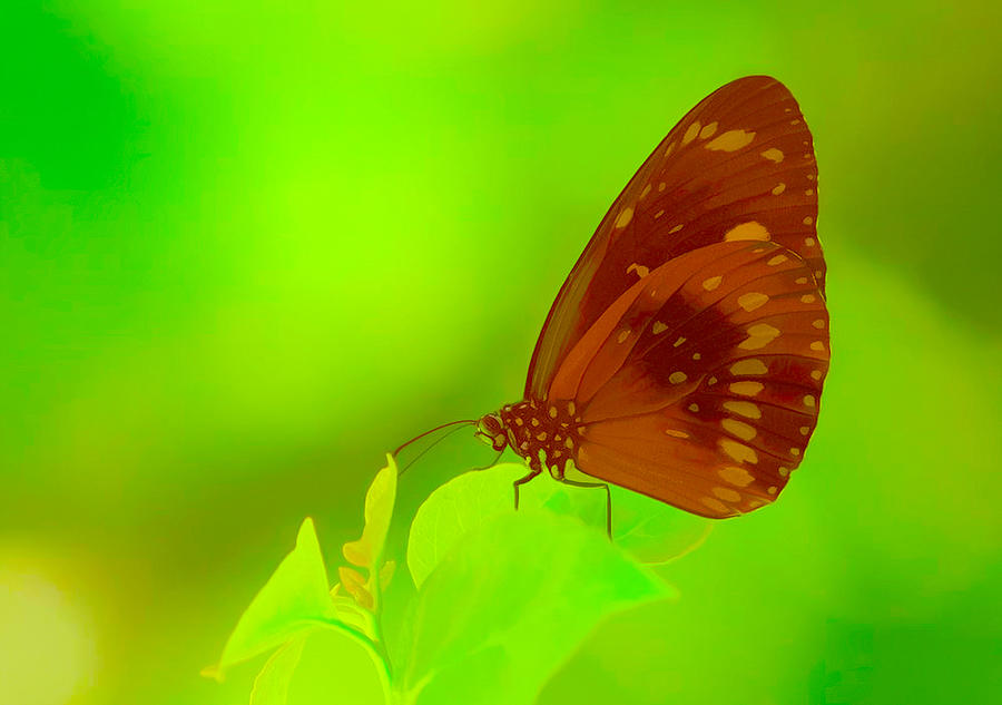Butterfly On Leaf Digital Art by Steven Parker