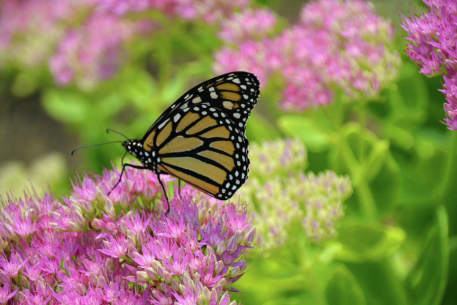 Butterfly Photograph by Linda Scarborough - Fine Art America