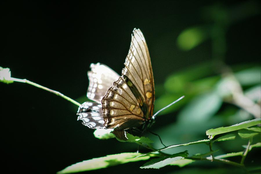 Butterfly Photograph By Lora Reynolds - Fine Art America