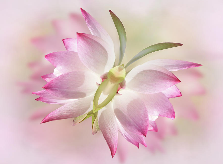Butterfly Lotus Flower Digital Art by Nina Bradica