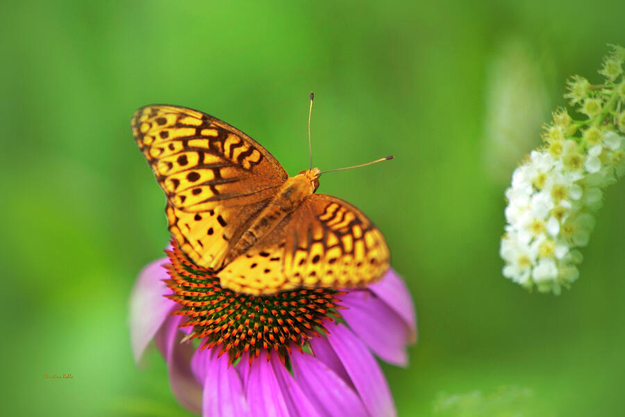 Butterfly Photograph - Butterfly Love by Christina Rollo