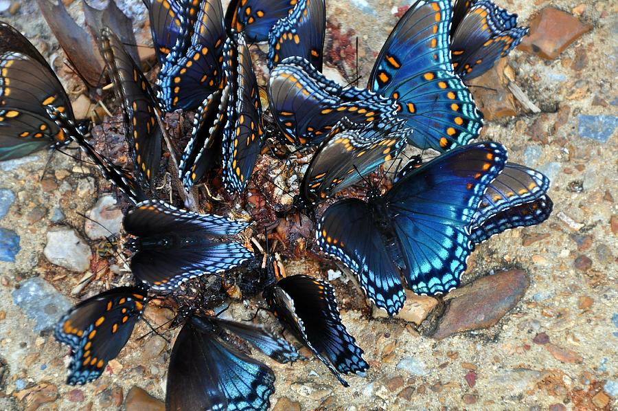 Butterfly Lunch  Photograph by Terry Anderson