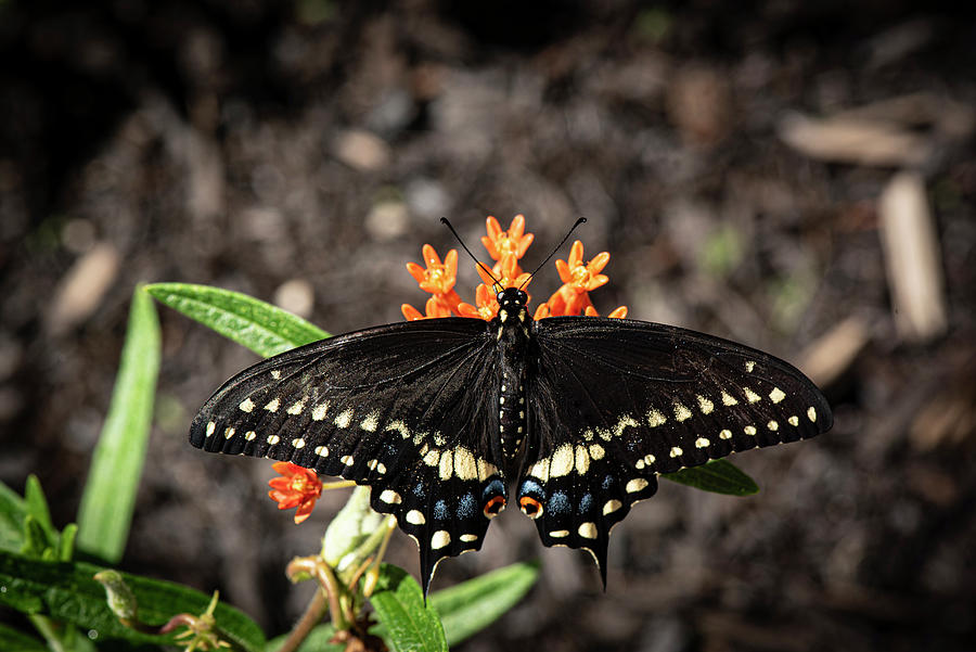 Butterfly-Male Black Swallowtail Photograph by Judy Wolinsky