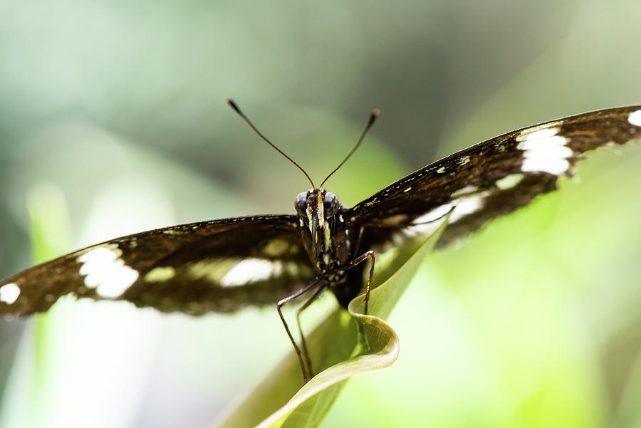 Butterfly Photograph by Matt Halvorson Butterfly Photograph by Matt Halvorson