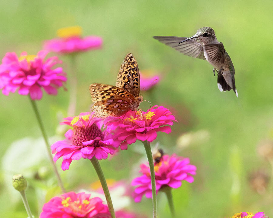 Butterfly meets Hummingbird Photograph by Deborah Penland