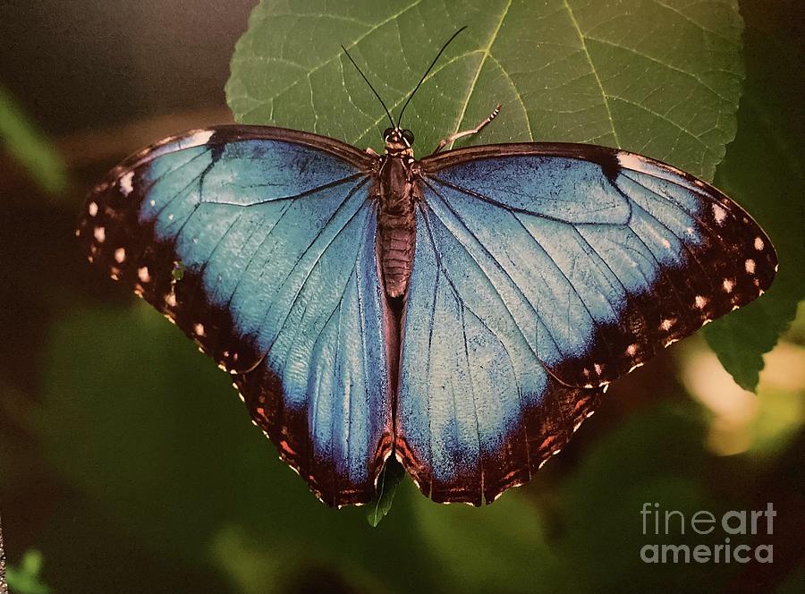 Butterfly Menelaus Photograph by Alice Terrill