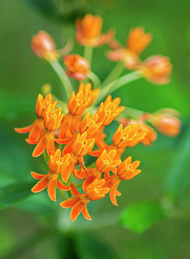 Butterfly MIlkweed in the Croatan National Forest - North Caroli Photograph by Bob Decker