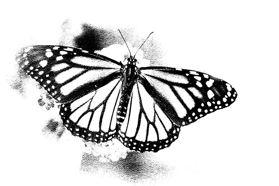 Butterfly-Monarch Black and White Photograph by Judy Wolinsky