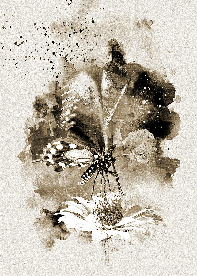 Butterfly - Monochromatic Digital Art by Anthony Ellis