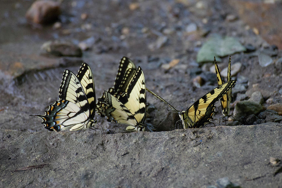Butterfly Nation Swallowtail Butterflies II Photograph by Demetrai Johnson