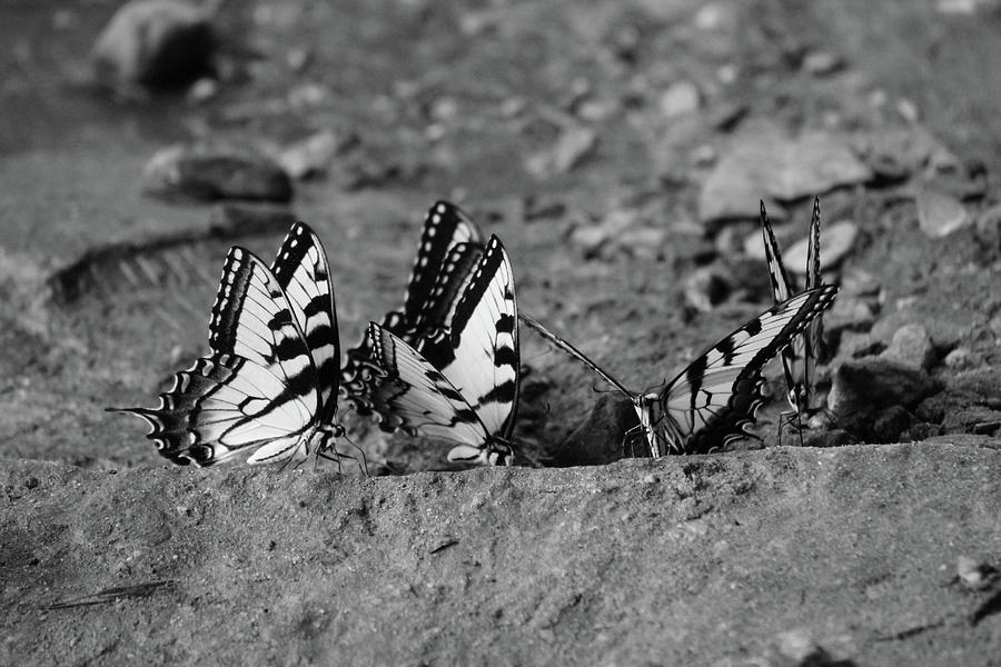 Butterfly Nation Swallowtail Butterflies Black and White Photograph by Demetrai Johnson