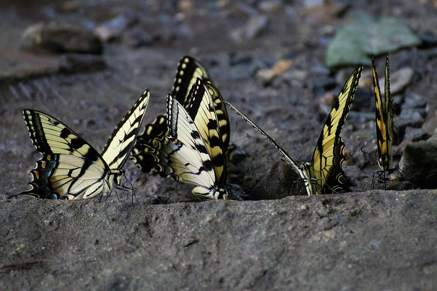 Butterfly Nation Swallowtails Butterflies Photograph by Demetrai Johnson