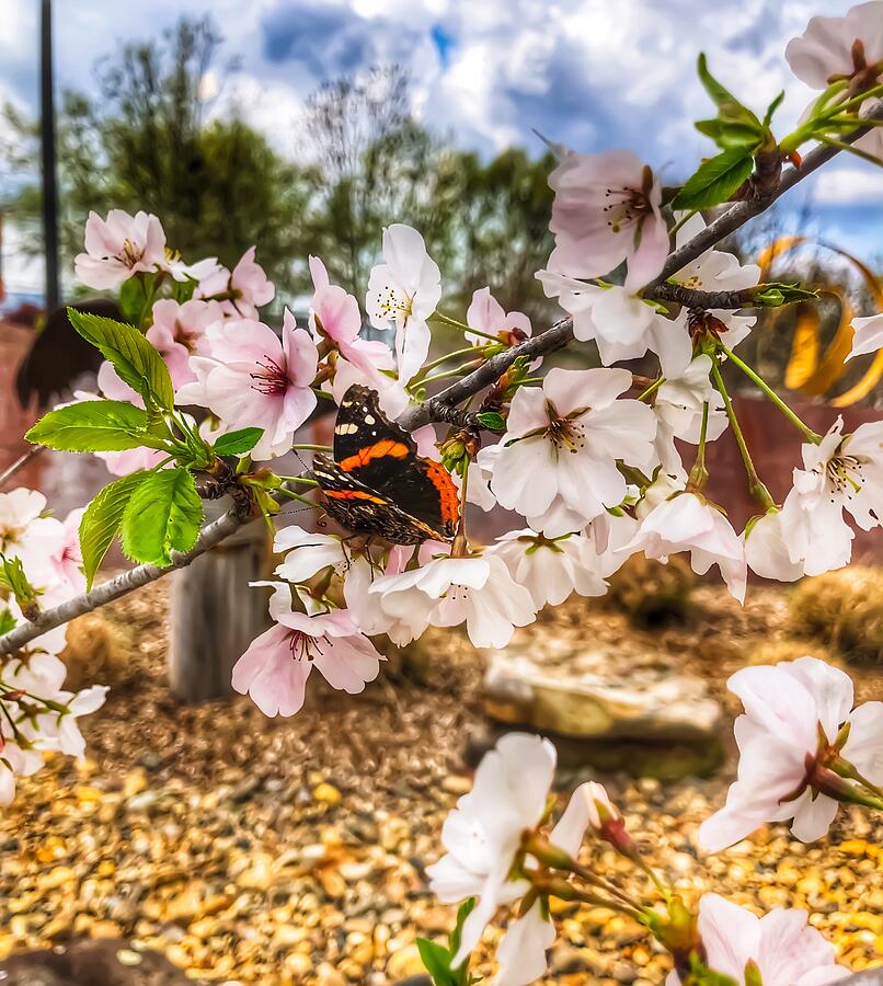 Butterfly Nestled in the Cherry Blossoms Photograph by Michael Dean Shelton