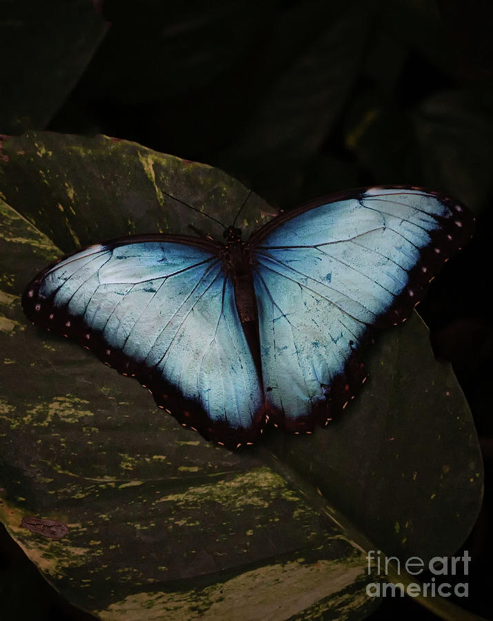 Butterfly of Blue Photograph by Ruth Jolly