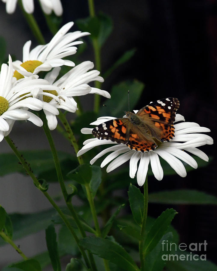 Butterfly on a daisy Photograph by Cindy Murphy