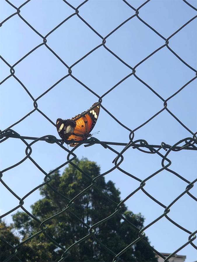 Butterfly on a Fence KN16 Digital Art by Art Inspirity