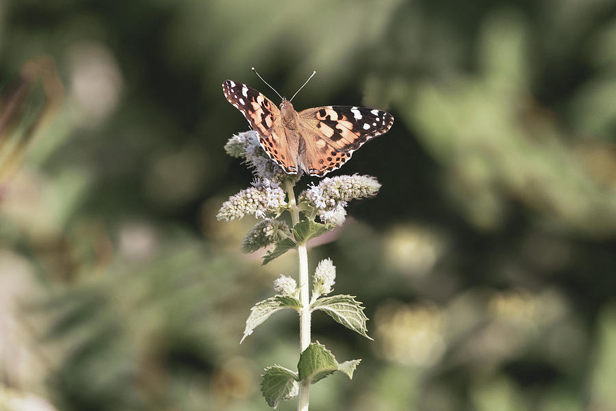 Butterfly on a Flower Photograph by Amelia Pearn