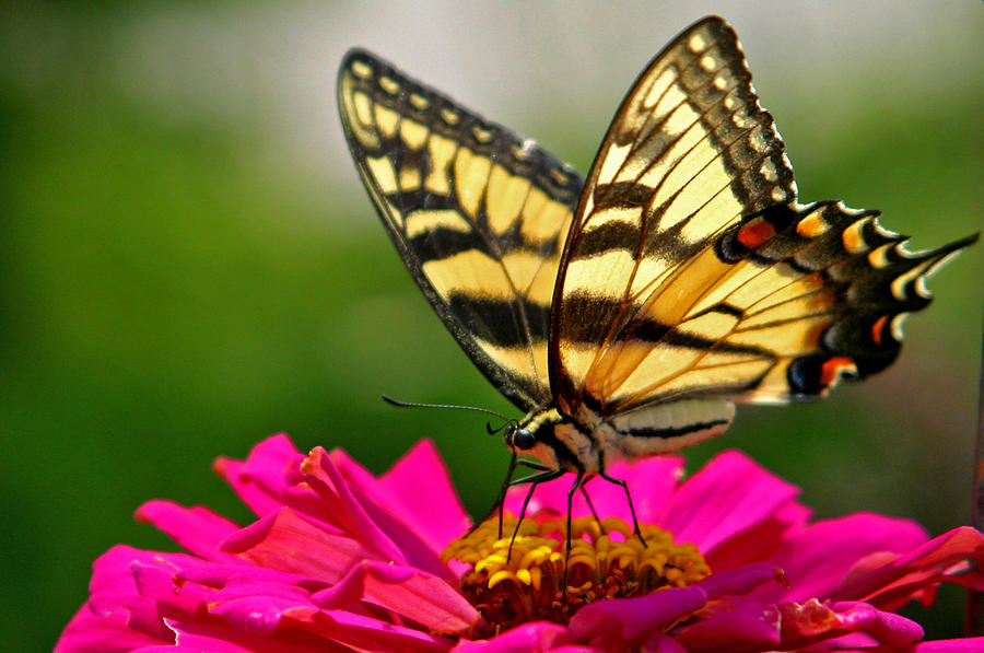 Butterfly On A Flower Photograph by Ntzolov