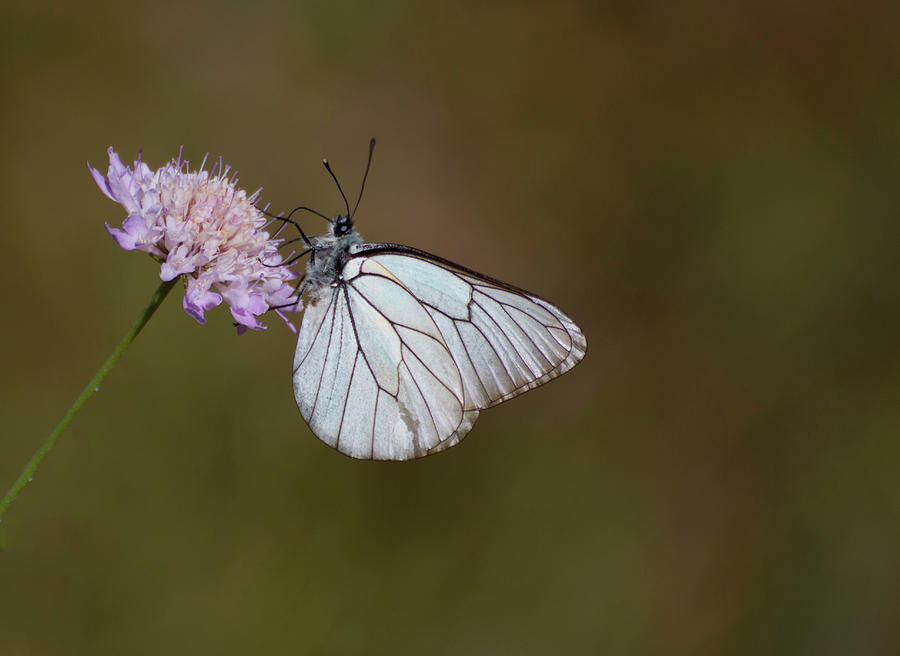Butterfly on a flower by Pietro Ebner Butterfly on a flower by Pietro Ebner