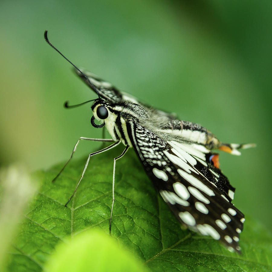 Butterfly on a leaf Photograph by SAURAVphoto Online Store
