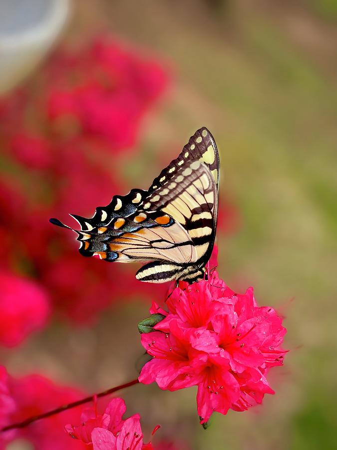 Butterfly on a Pink Flower Photograph by Kelly Hazel