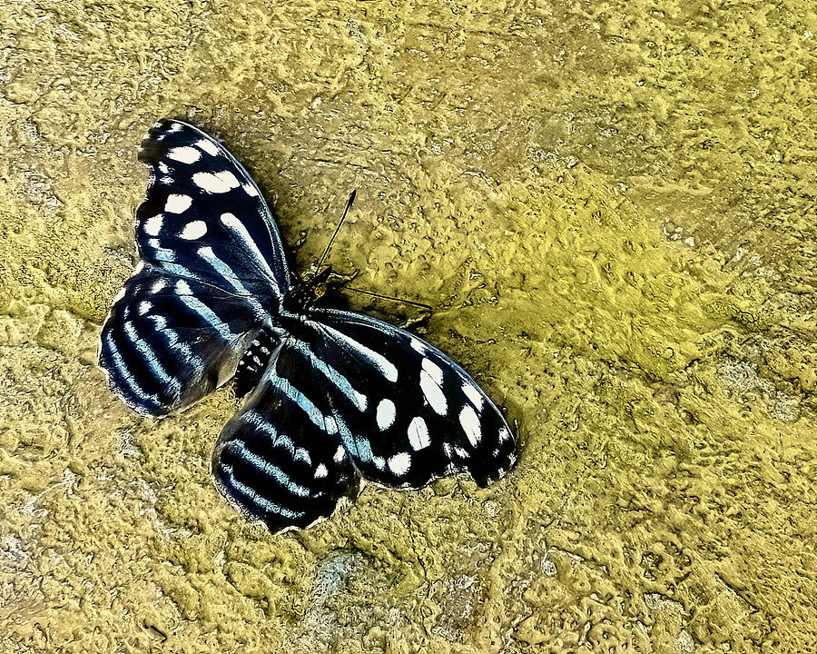 Butterfly on a Rock Photograph by Keith Rossein - Fine Art America