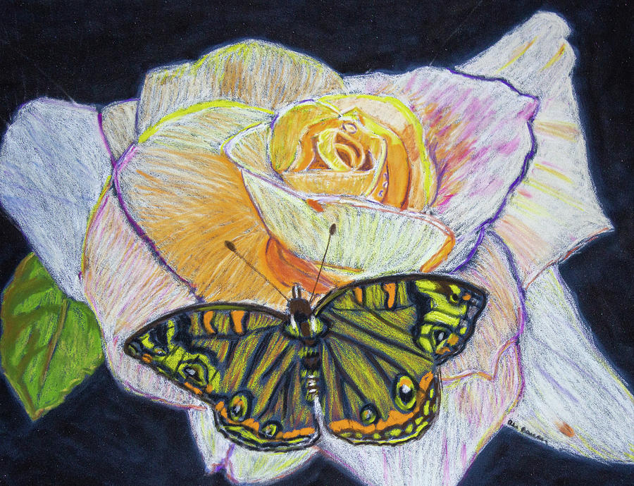 Butterfly on a Rose Drawing by Ali Baucom