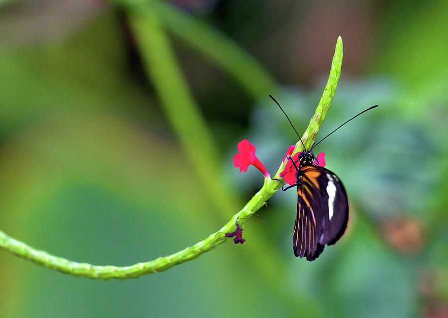 Butterfly on a Stalk Photograph by Bob Falcone