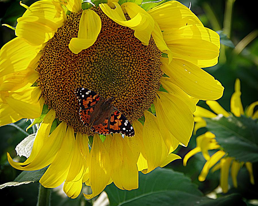 Butterfly on a Sunflower Photograph by Karen McKenzie McAdoo
