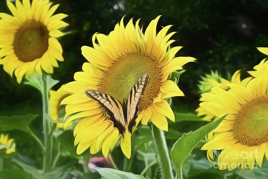 Butterfly On A Sunflower Photograph by Kathy Baccari
