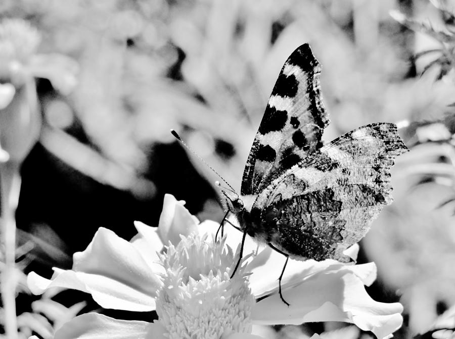 Butterfly on a Sunflower Photograph by Preeti M - Fine Art America