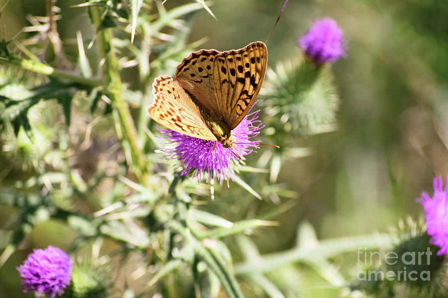 Butterfly on a thistle flower Photograph by Mendelex Photography