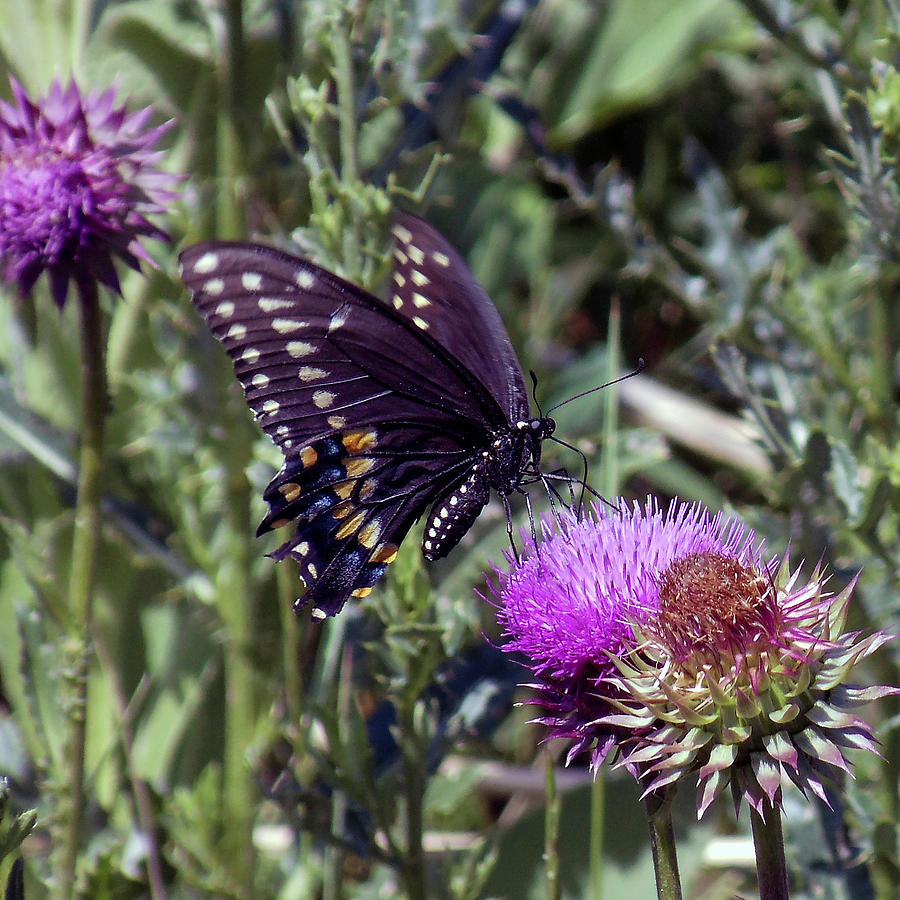 Butterfly on a Thistle Photograph by Shirley Dutchkowski