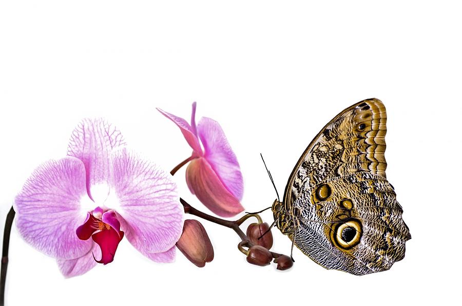 Butterfly Painting - Butterfly On An Orchid by Les Classics