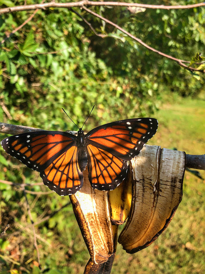 Butterfly on Banana Peel Photograph by Michael Dean Shelton