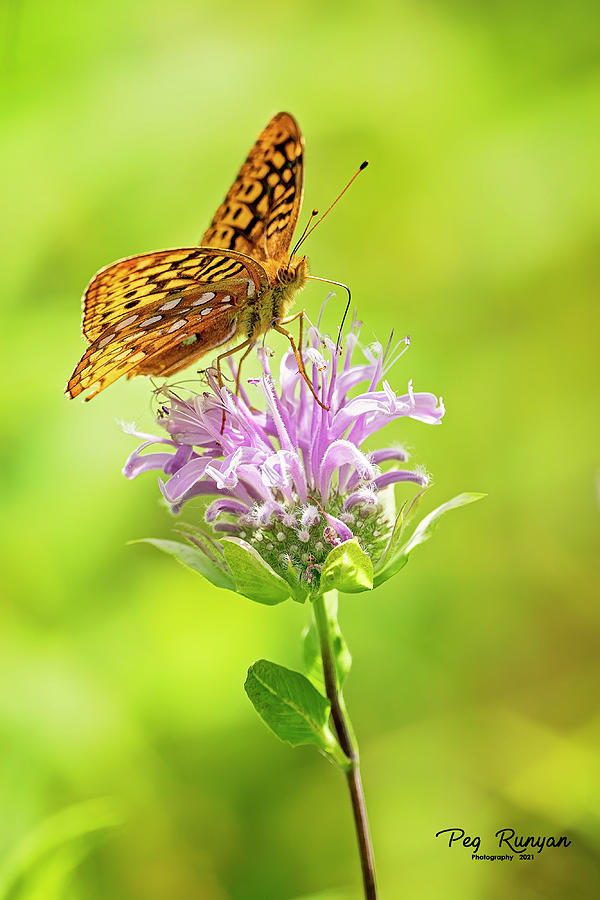 Butterfly on Bee Balm Photograph by Peg Runyan