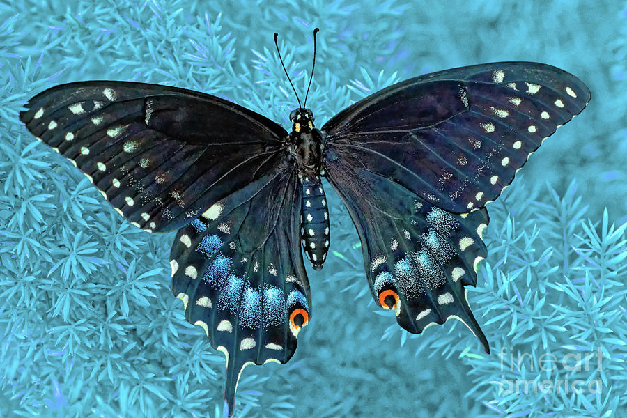 Butterfly On Blue Photograph by Jo Ann Gregg