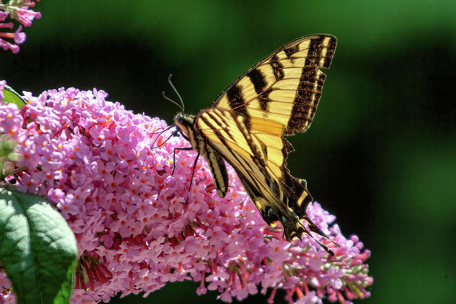 Butterfly on Buddleia  Photograph by Larey McDaniel