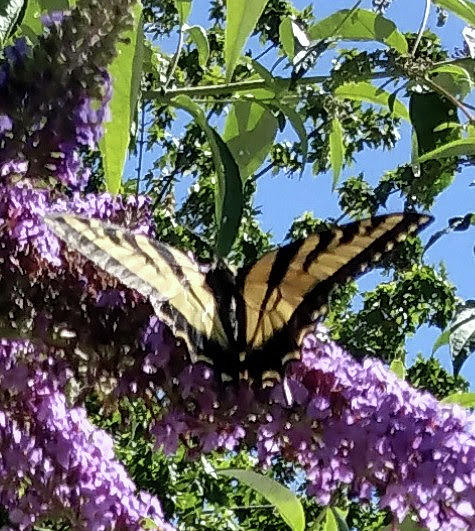 Butterfly On Butterfly Bush Photograph by Monica Resinger
