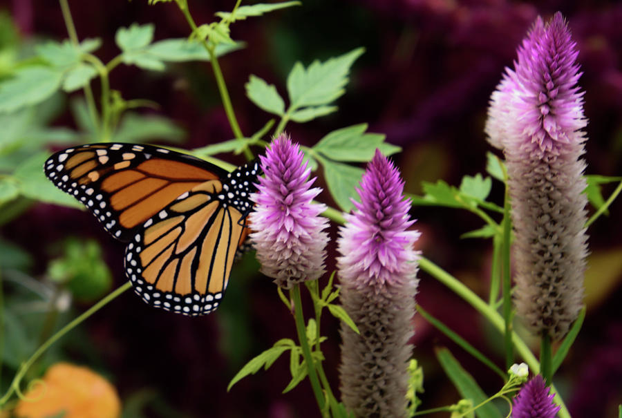 Butterfly on Celosia Photograph by Christina McGoran