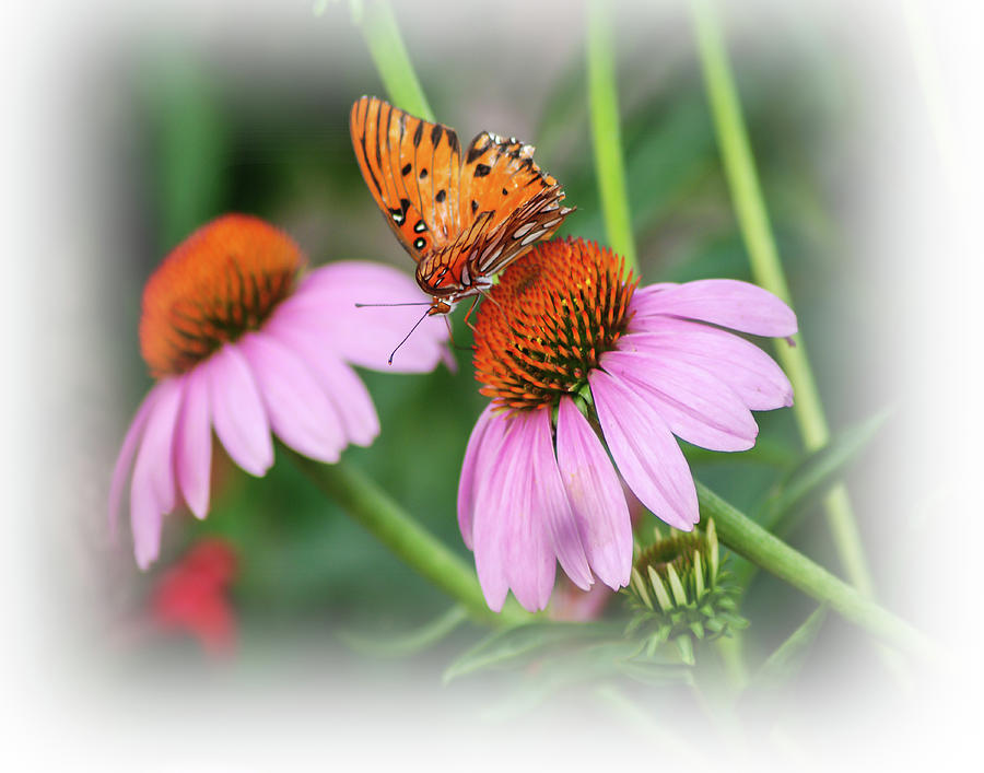 Butterfly on Cone Flower Photograph by Gordon Sarti