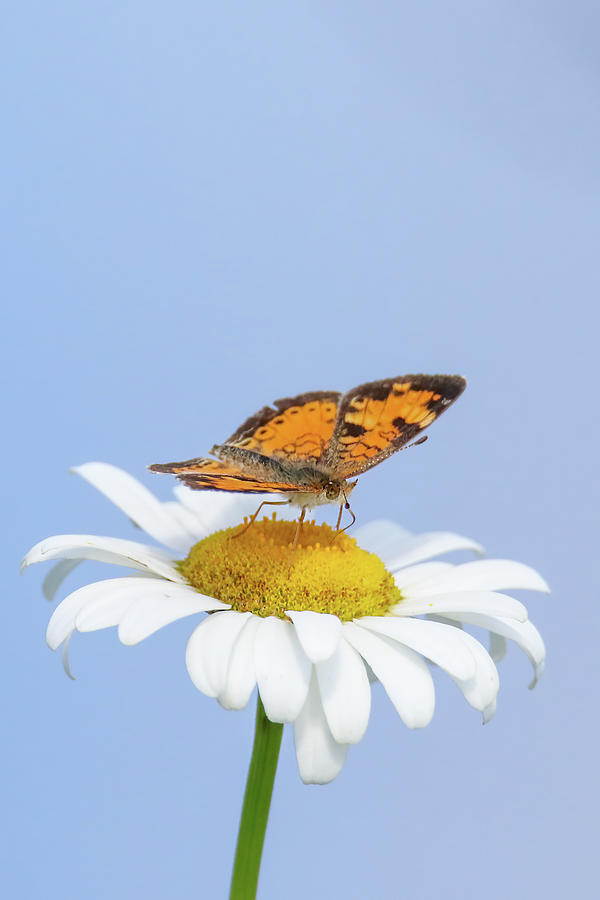 Butterfly on Daisy Photograph by Brook Burling