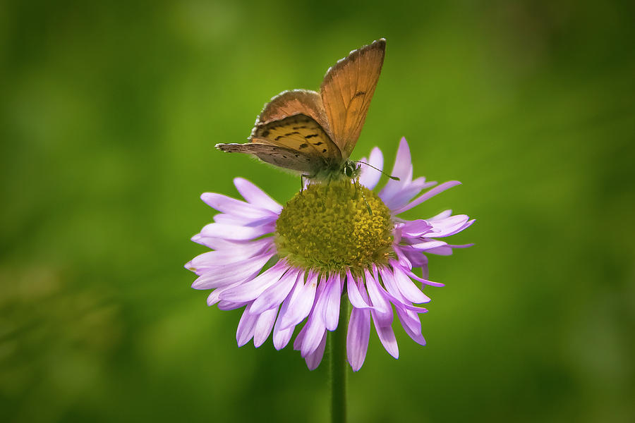 Butterfly on Daisy Photograph by Lawrence Pallant