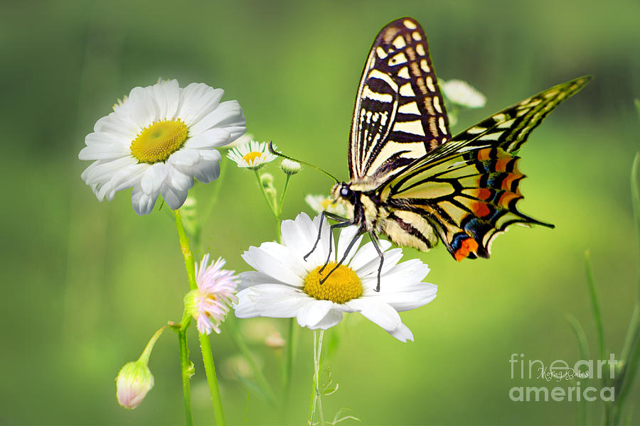 Butterfly on Daisy Mixed Media by Morag Bates