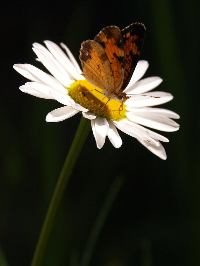 Butterfly On Daisy Photograph