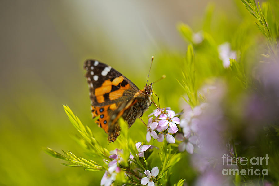 Flower Photograph - Butterfly On Diosma Flower by Joy Watson