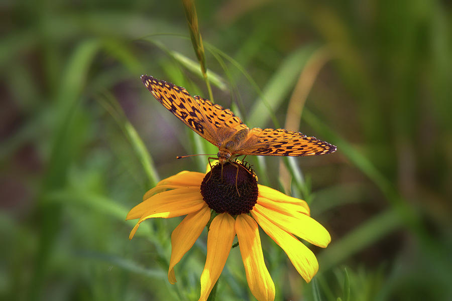 Butterfly on Flower Photograph by Bob Falcone